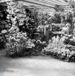 Harrogate, Spring Flower Show, 1953